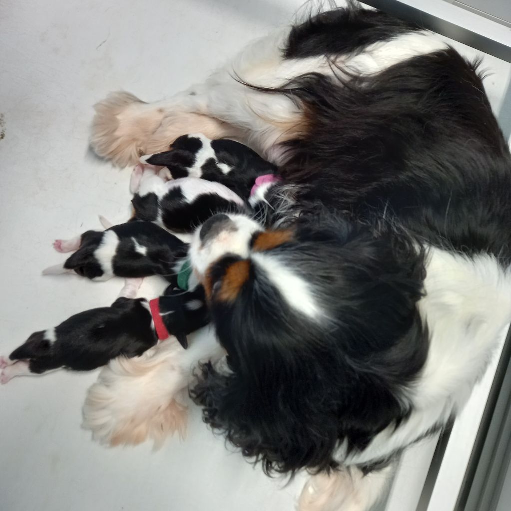 chiot Cavalier King Charles Spaniel du domaine de la Vareze