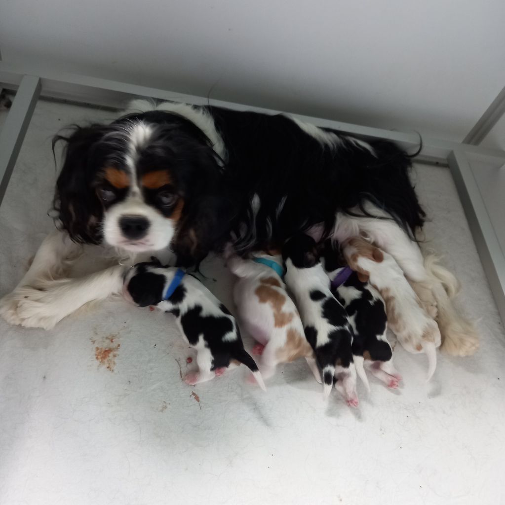 chiot Cavalier King Charles Spaniel du domaine de la Vareze