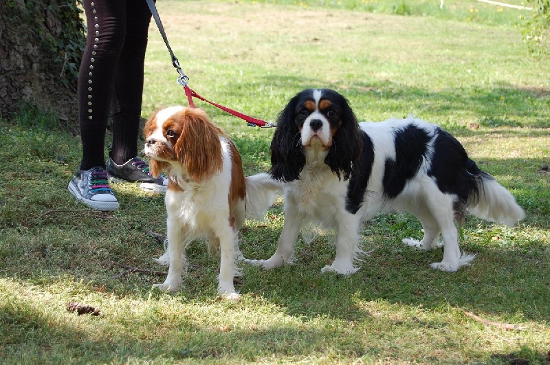 MES CAVALIERS