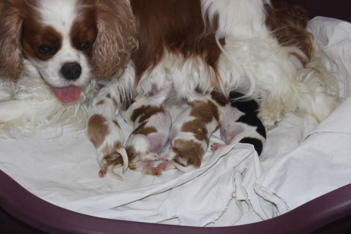 du domaine de la Vareze - Cavalier King Charles Spaniel - Portée née le 31/07/2017