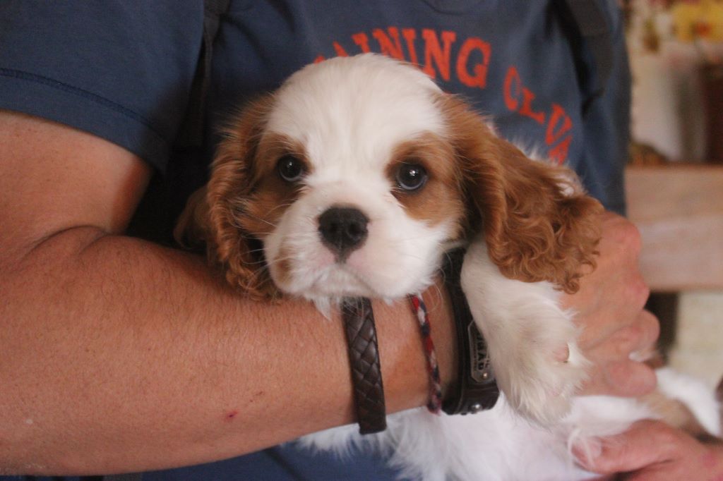 du domaine de la Vareze - Cavalier King Charles Spaniel - Portée née le 01/05/2019