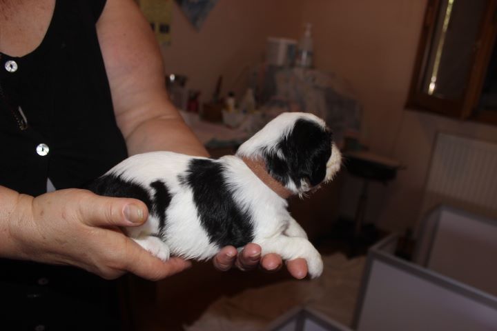 du domaine de la Vareze - Cavalier King Charles Spaniel - Portée née le 04/06/2017