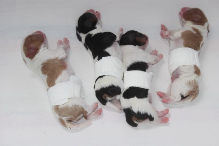 du domaine de la Vareze - Cavalier King Charles Spaniel - Portée née le 06/08/2017