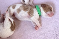 CHIOT blenheim LARTIST