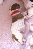  LOTUS CHIOT blenheim