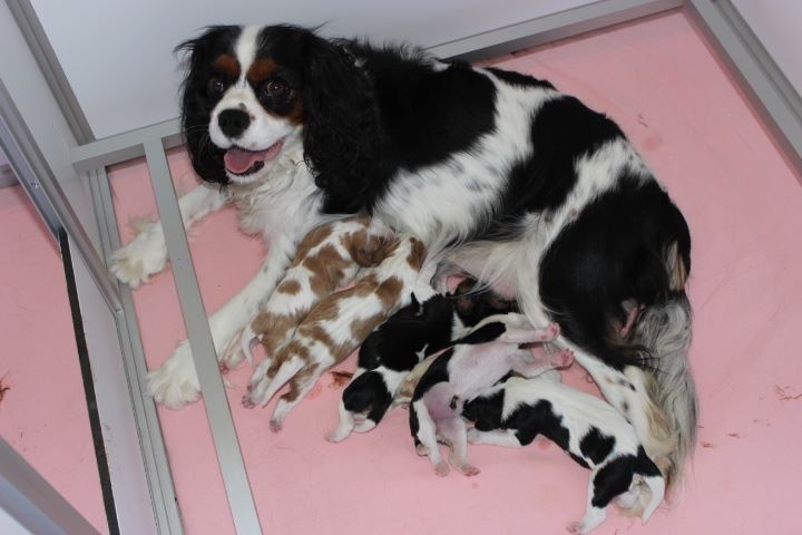 du domaine de la Vareze - Cavalier King Charles Spaniel - Portée née le 17/10/2016